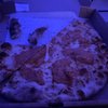 New York New York Pizza gift card
