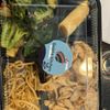 Gekko Kitchen - Atlanta gift card